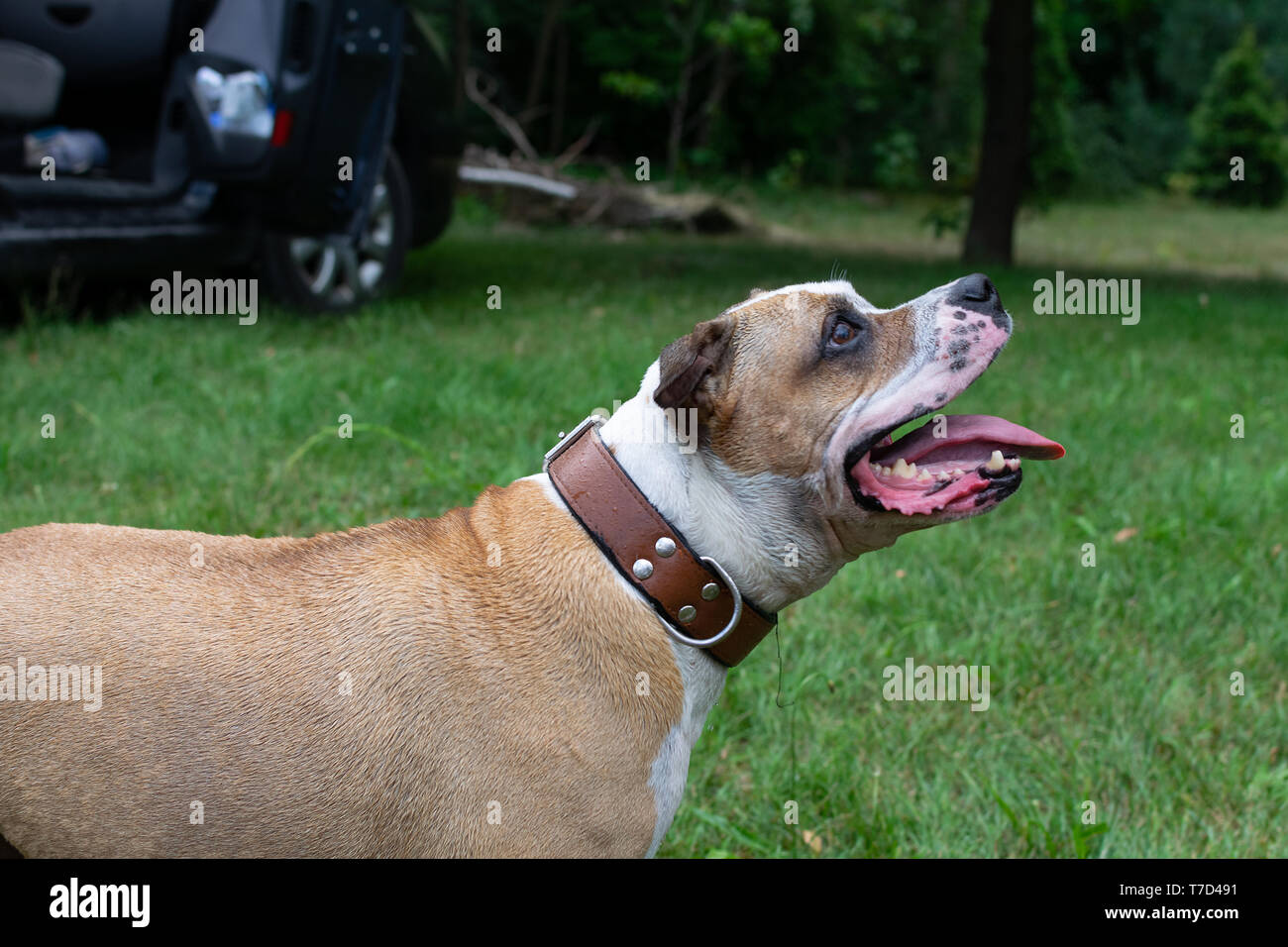 Amstaff is playing with water from a garden hose. Dog mops and merry jumps on the green spring lawn. Stock Photo