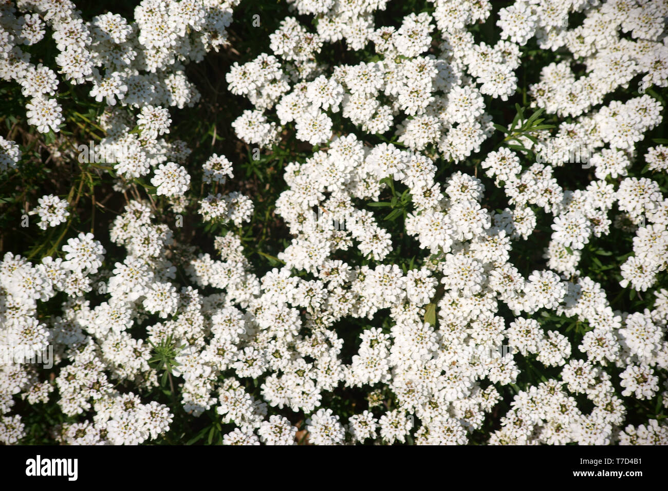 The closeup and top view on a garden bed with evergreen candytuft flowers. Stock Photo