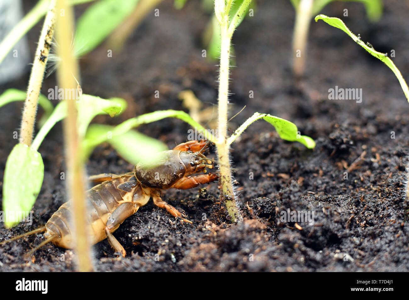 Mole cricket, eating a young tomato plant Stock Photo Alamy