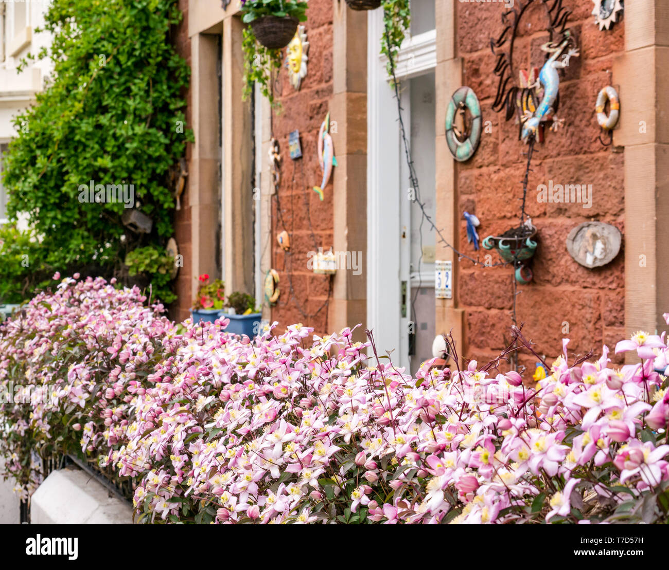 Pretty clematis in bloom on front garden wall of quirky cottage, North Berwick, East Lothian, Scotland, UK Stock Photo