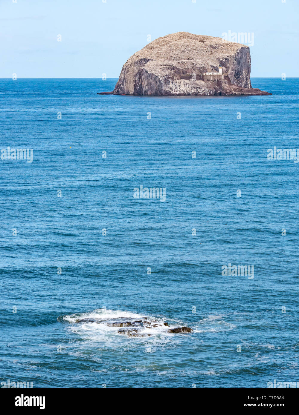 Bass Rock, largest Northern gannet seabird colony; island rock remnant of volcanic plug, Firth of Forth, East Lothian, Scotland, UK Stock Photo