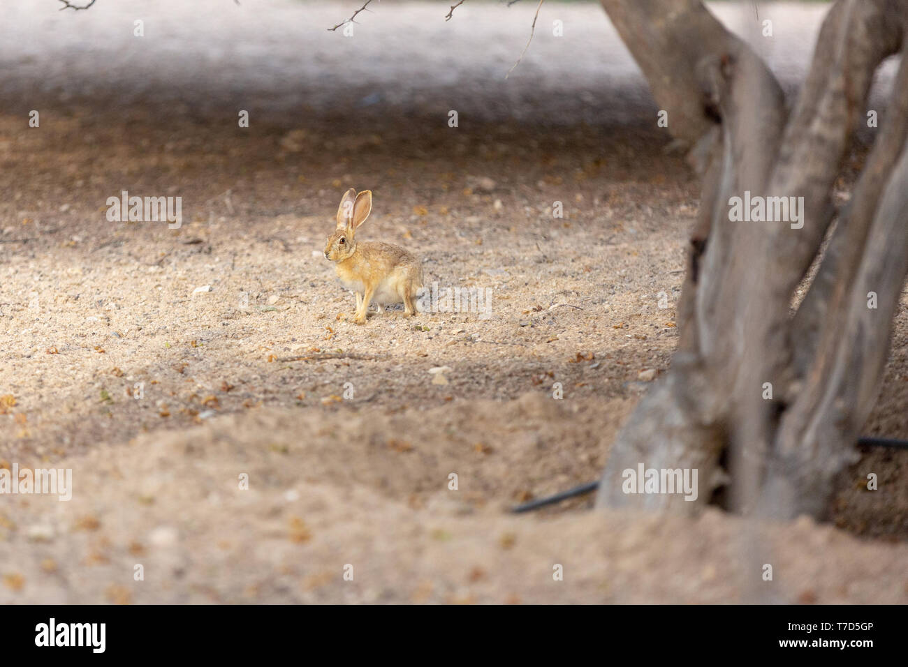 A rabbit running at Sir Baniyas Island resort, Abu Dhabi Stock Photo ...