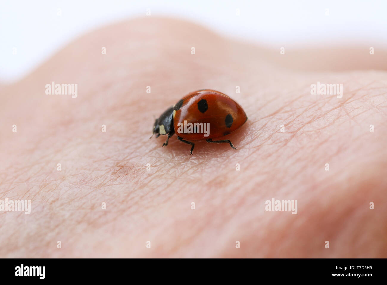 Ladybug insect crawling on person’s hand. Macro close up image Stock ...