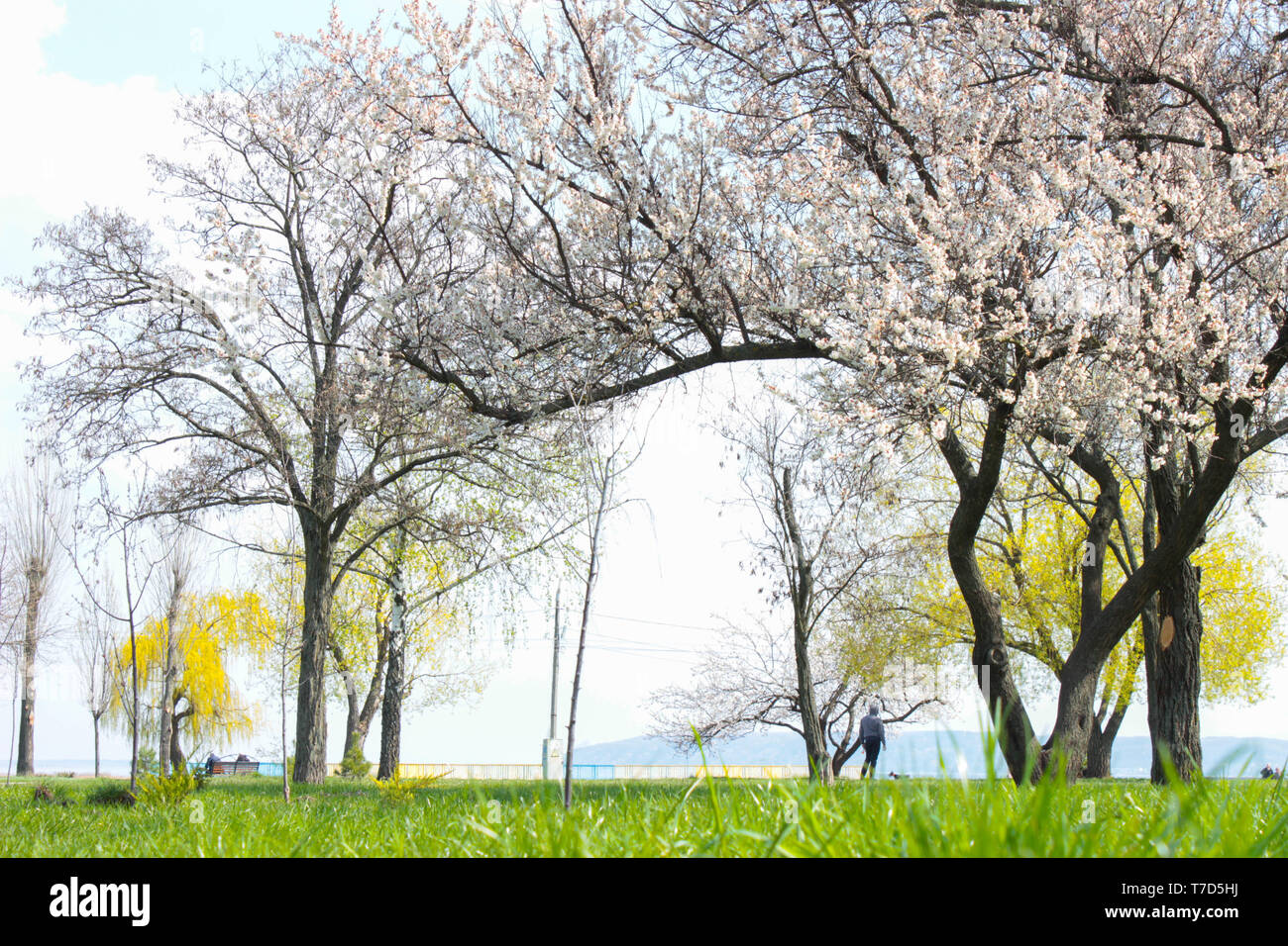 The photo of park with green grass and trees in blossom Stock Photo - Alamy