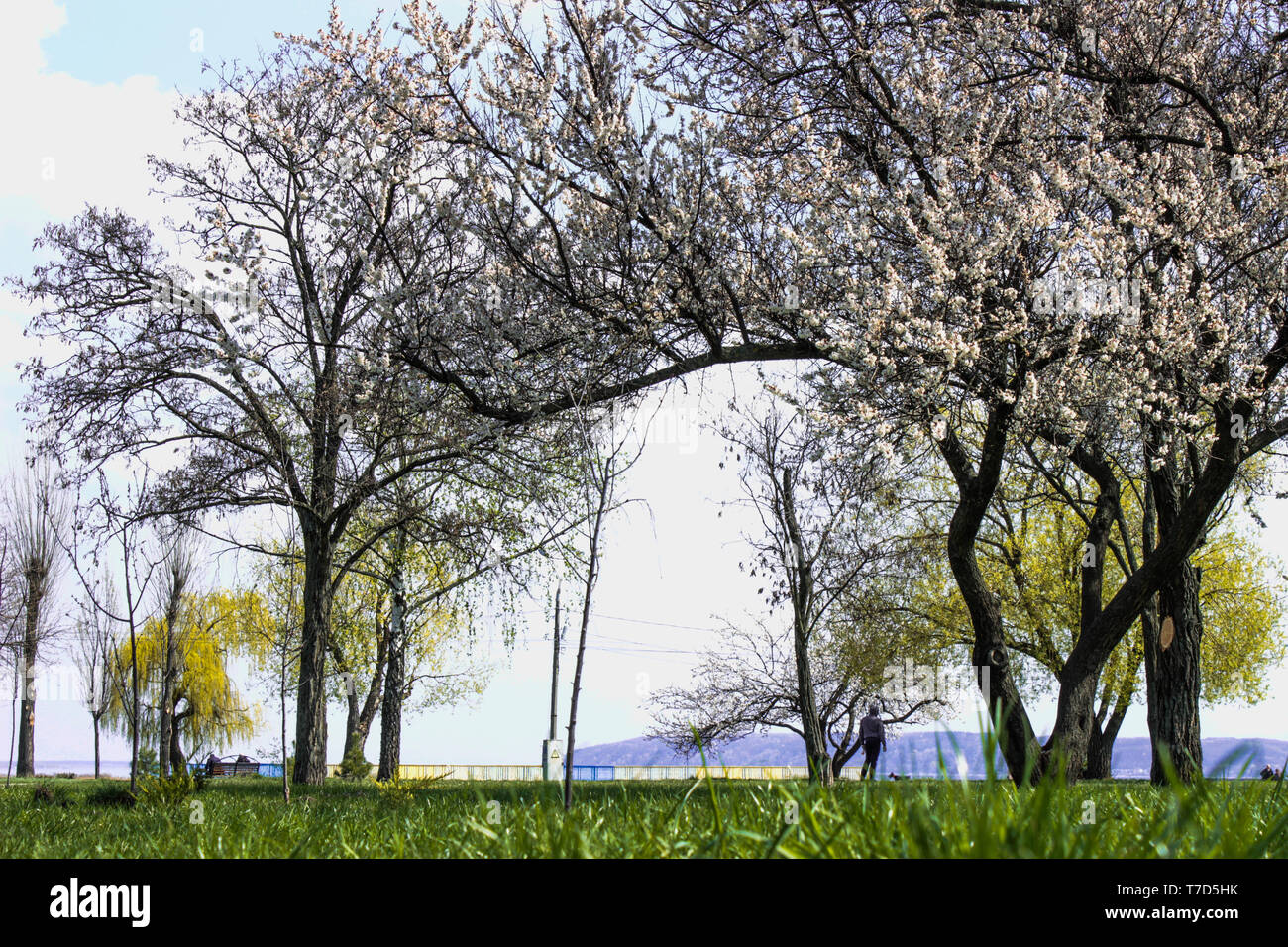 The photo of park with green grass and trees in blossom Stock Photo - Alamy