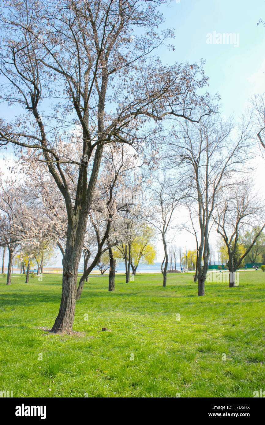 The photo of park with green grass and trees in blossom Stock Photo - Alamy