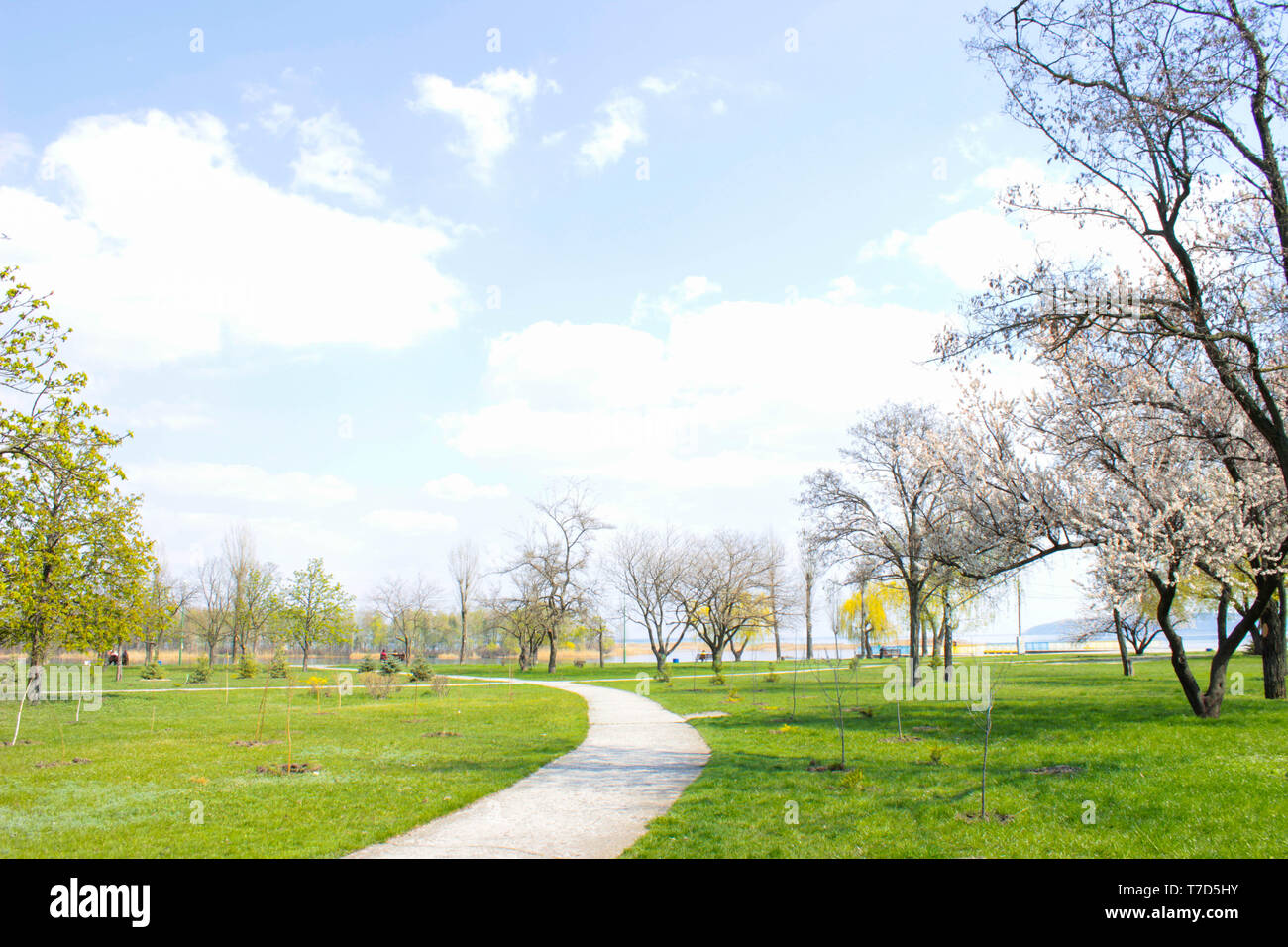 The photo of park with green grass and trees in blossom Stock Photo - Alamy