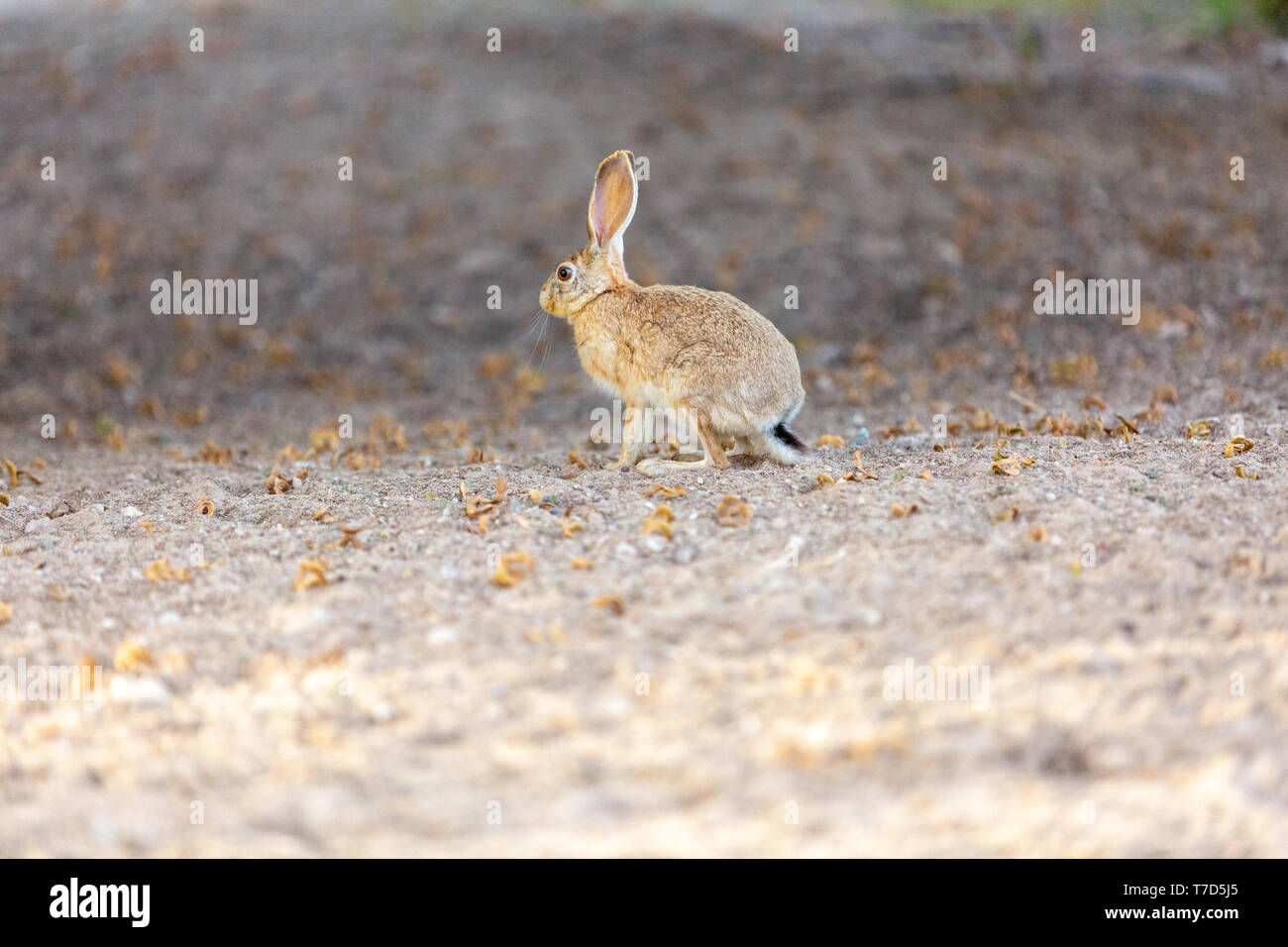 Abu dhabi rich wealth luxury hi-res stock photography and images - Alamy