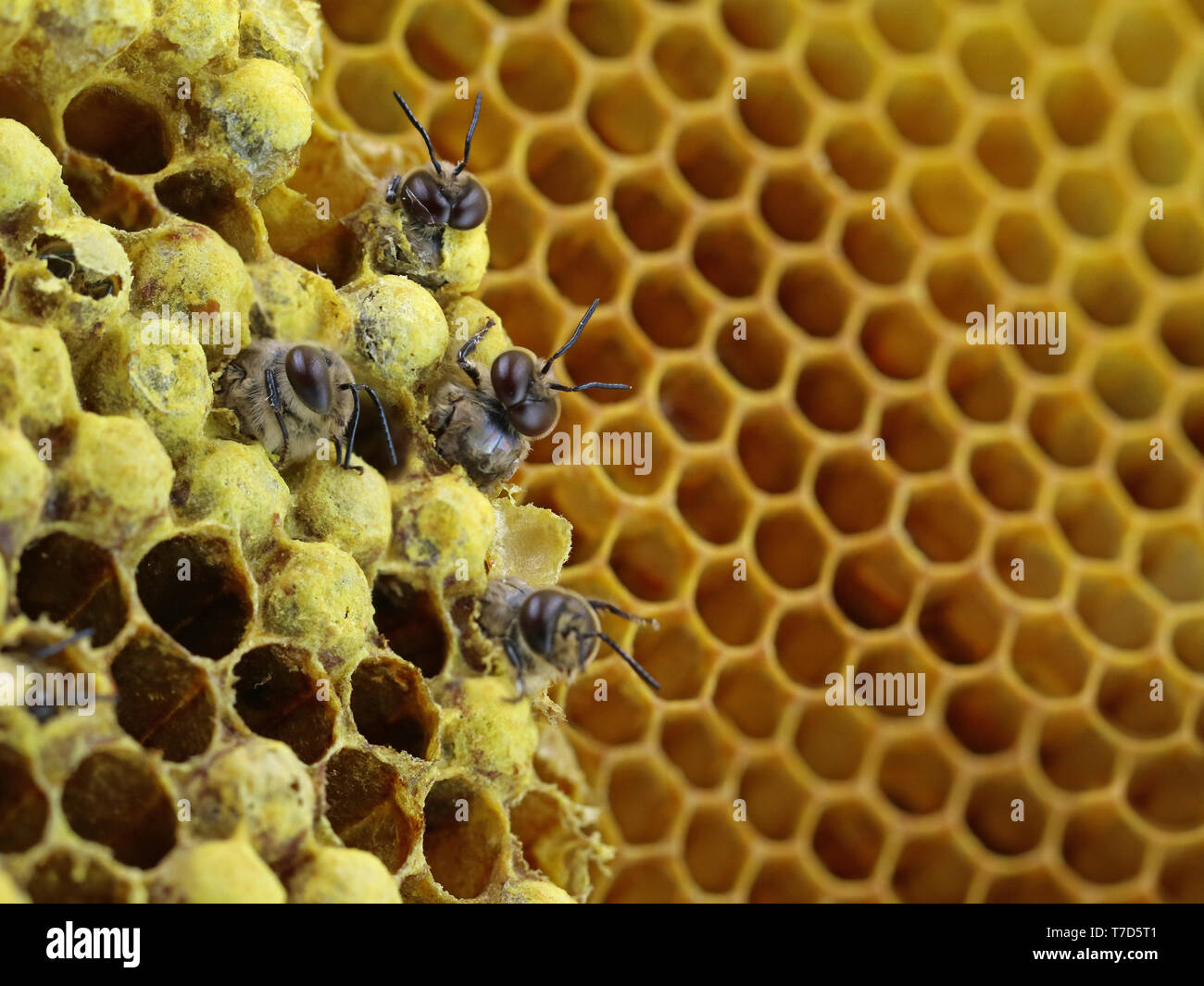 close up of a bees hatching from a honeycomb with copy space Stock Photo