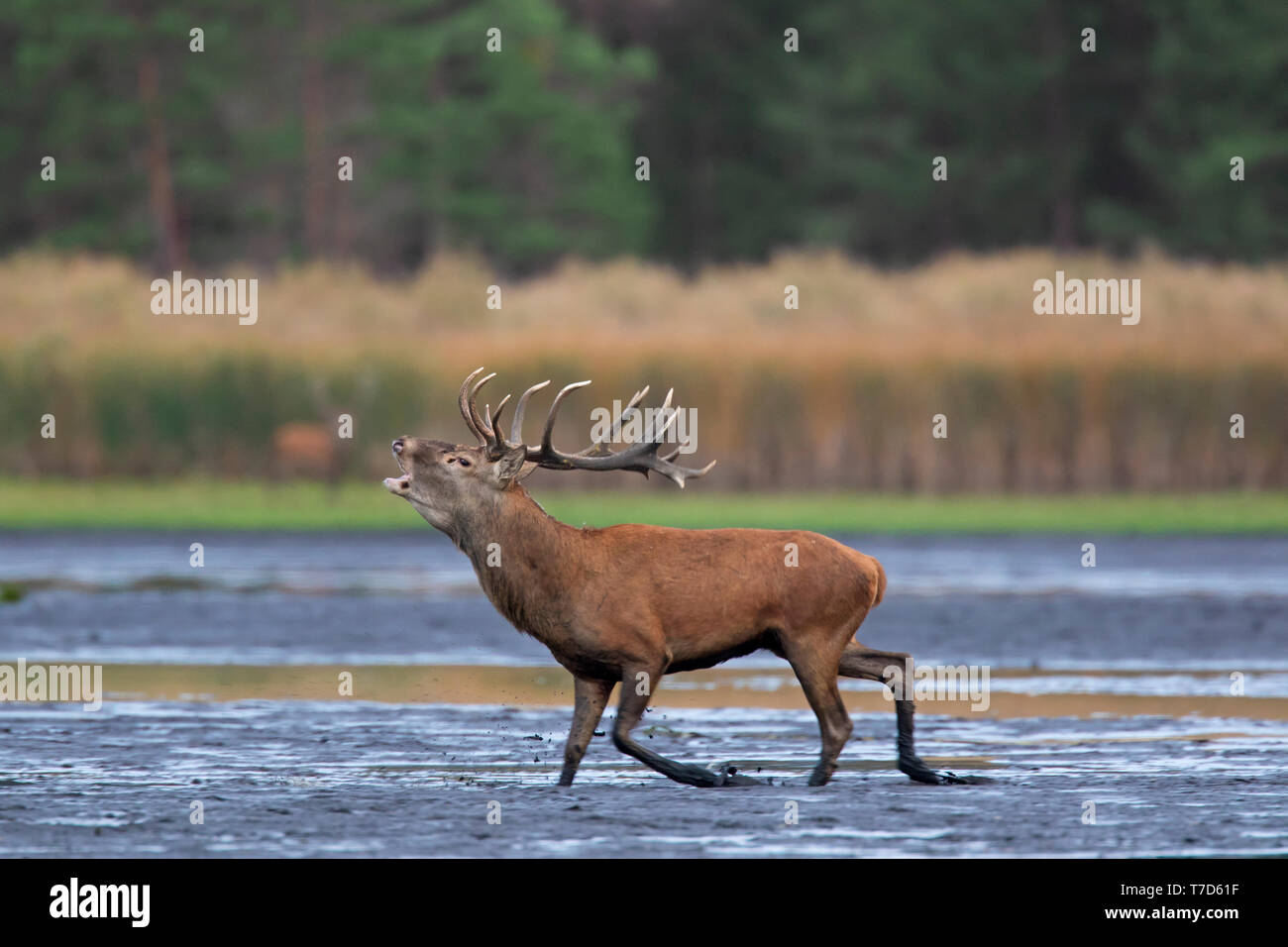 Solitary red deer (Cervus elaphus) stag running through the mud of lake / pond / river while bellowing / roaring during the rut in autumn / fall Stock Photo