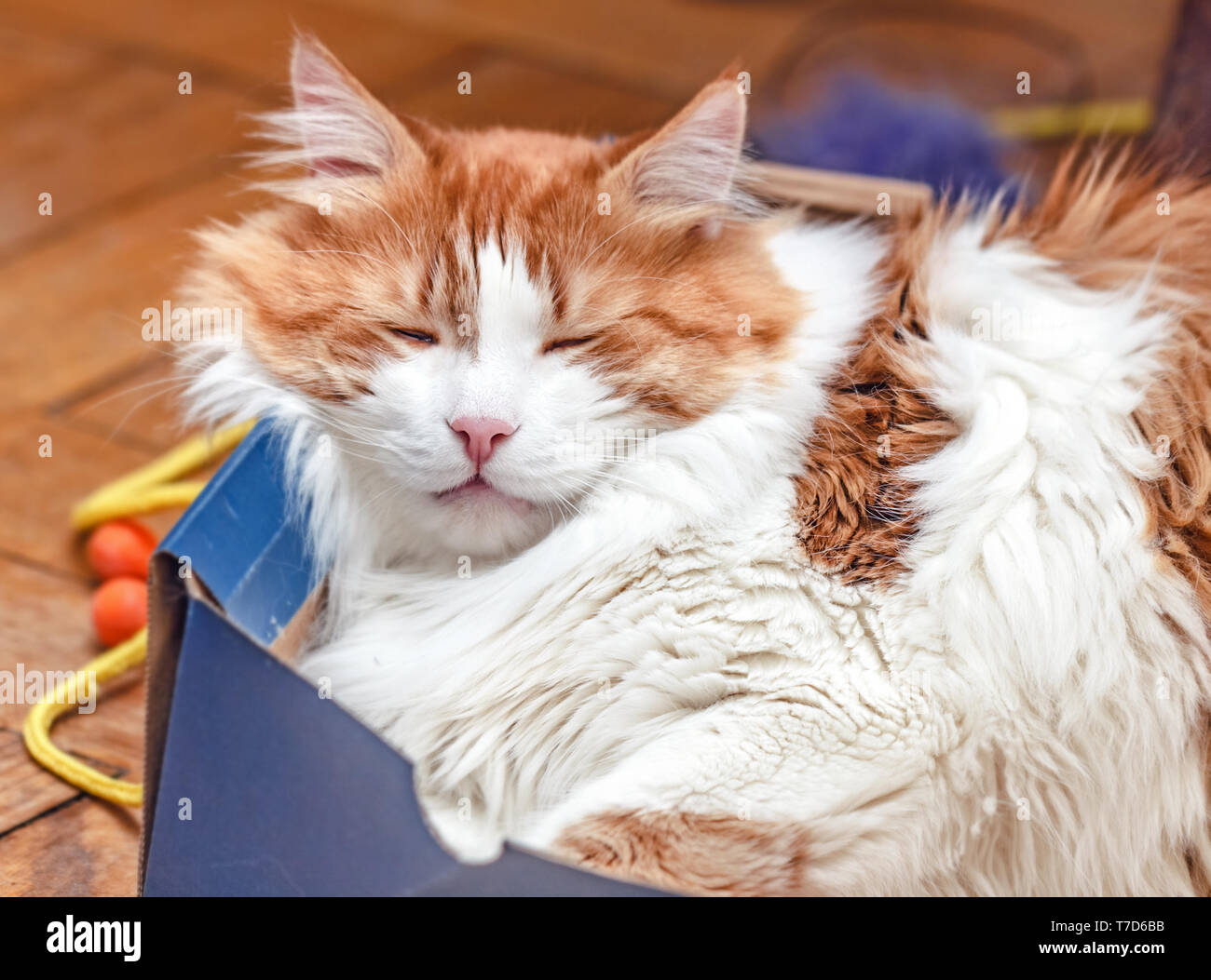 Pretty adult red cat sleeps in box Stock Photo