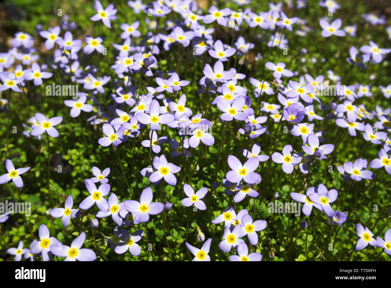 Creeping bluets hi-res stock photography and images - Alamy