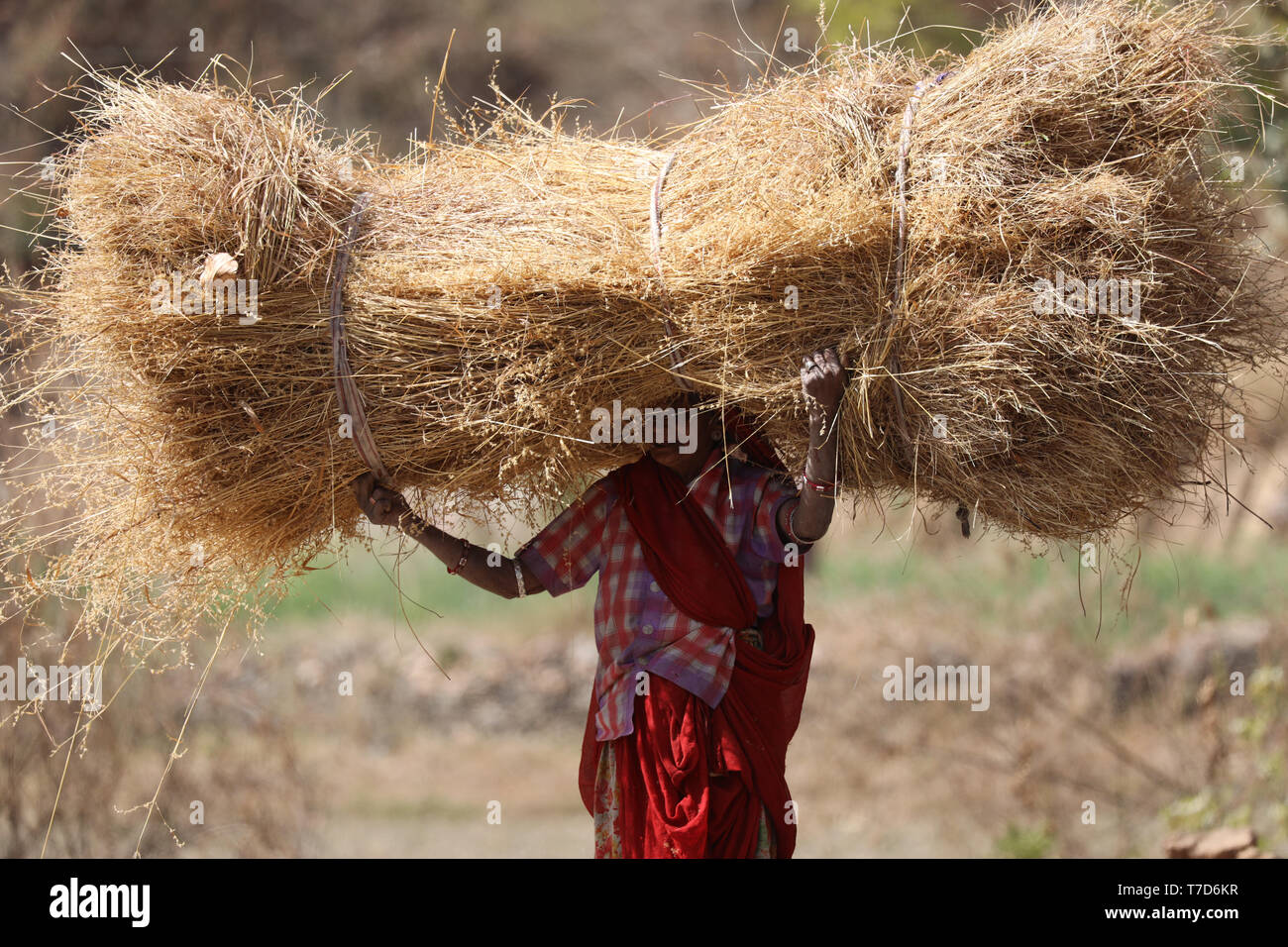 Old Woman carring a heavy dried Haystack on her head along the Street in Rajasthan Stock Photo