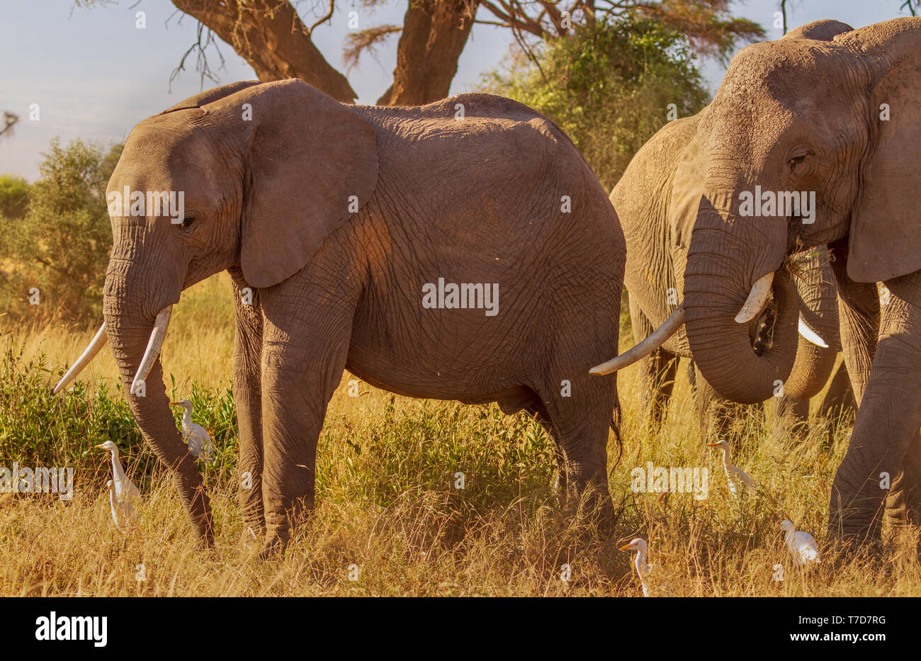 Smiling happy Elephants with tusks in warm sunshine Loxodonta Africana Safari travel Amboseli National Park Kenya East Africa Stock Photo