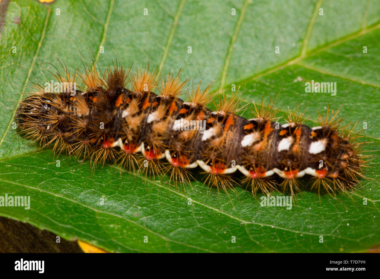 knot grass moth, caterpillar, (Acronicta rumicis Stock Photo - Alamy