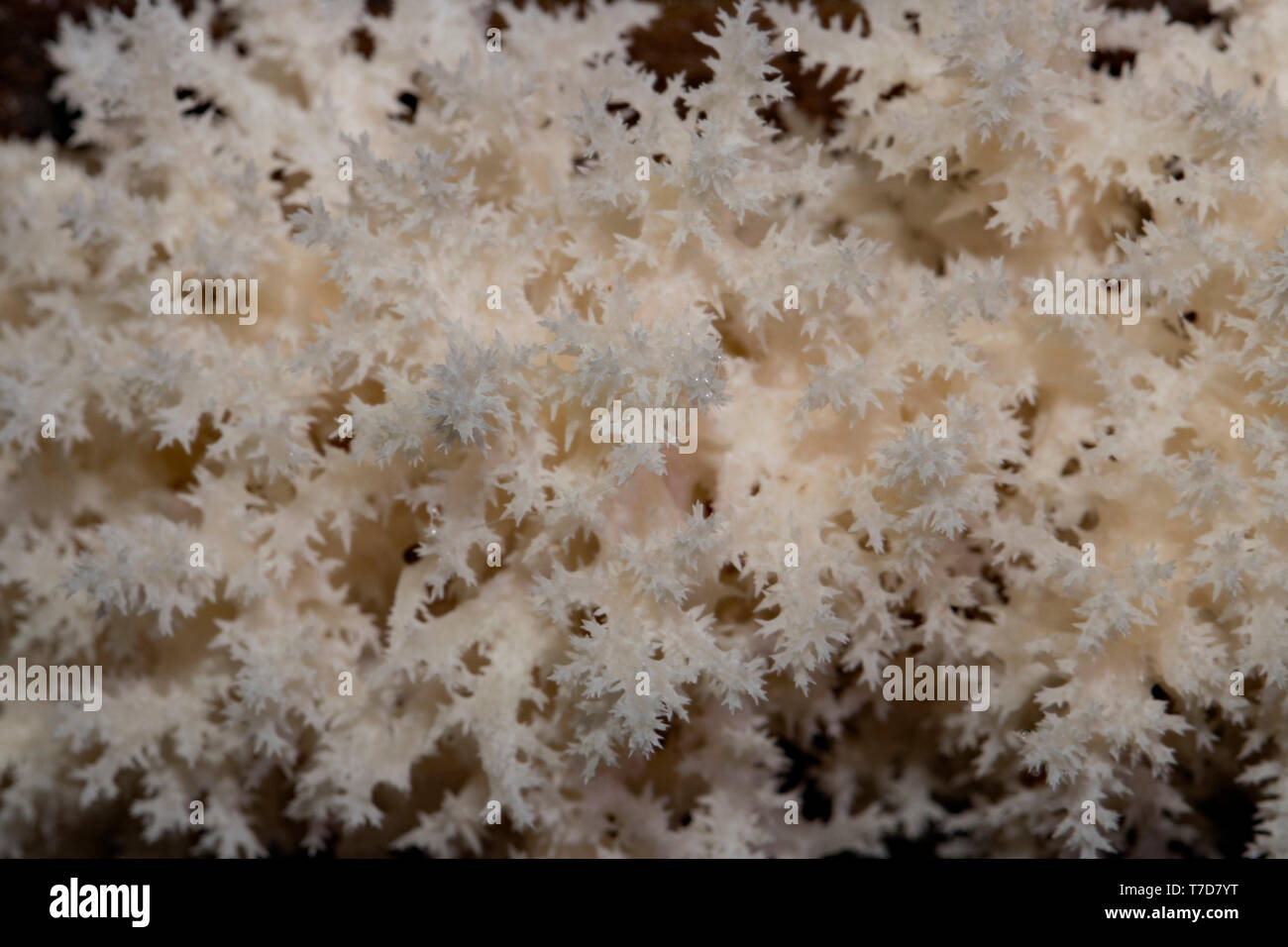 coral tooth fungus, (Hericium coralloides) Stock Photo