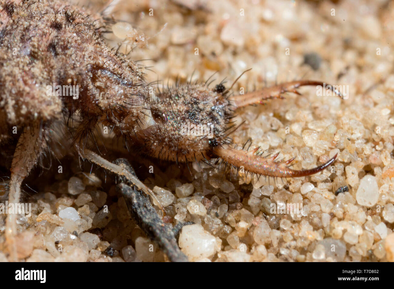Ant lions hi-res stock photography and images - Alamy
