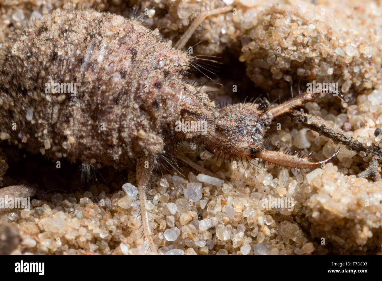 Ant lions hi-res stock photography and images - Alamy