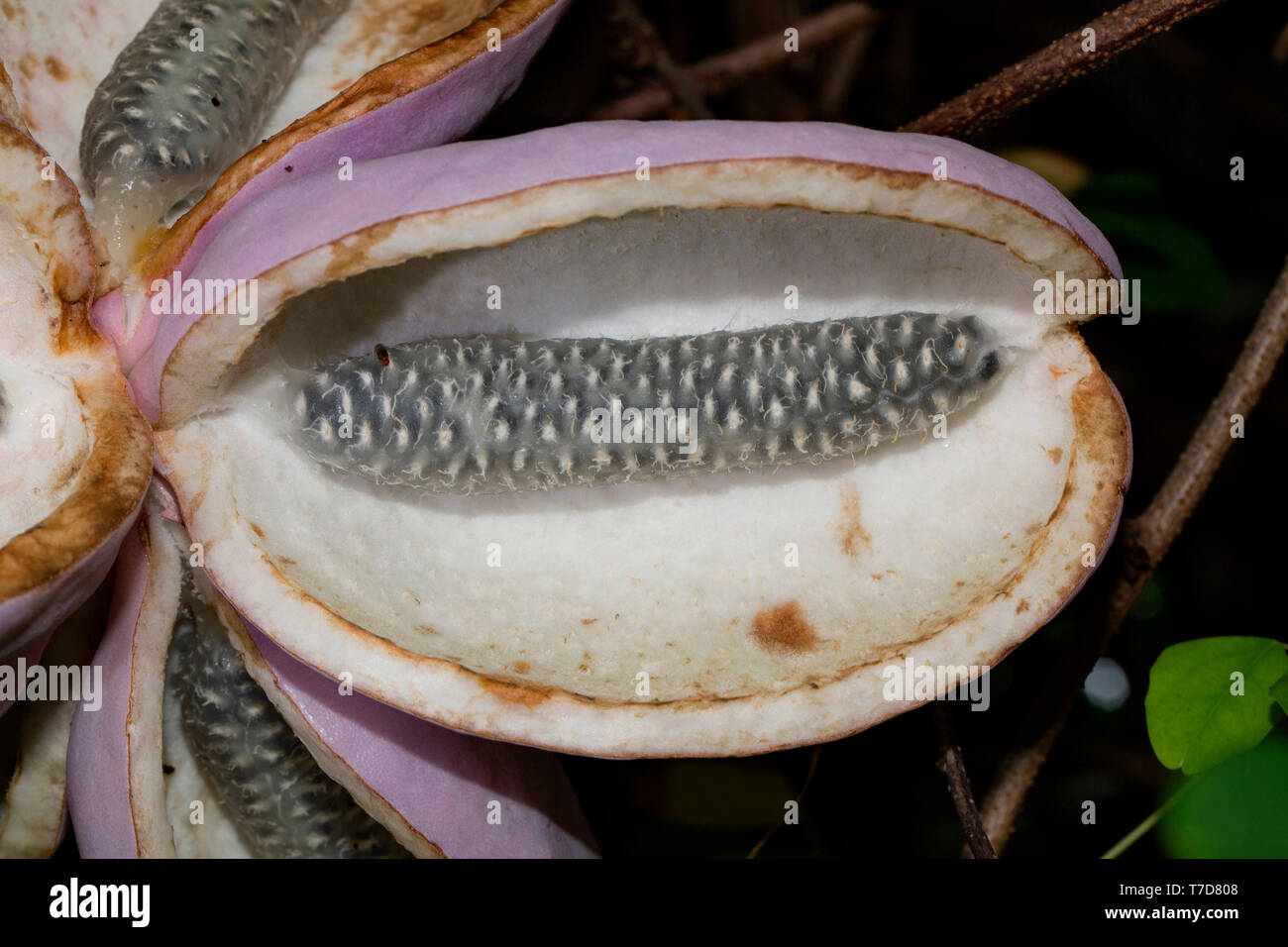 Akebia quinata chocolate vine hi-res stock photography and images - Alamy