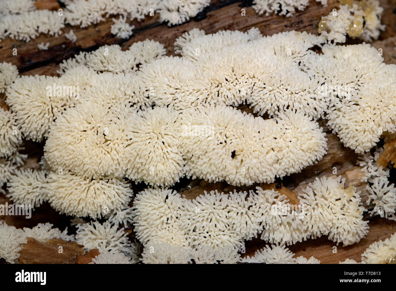 antler-shaped slime fungus, (Ceratiomyxa fruticulosa) Stock Photo