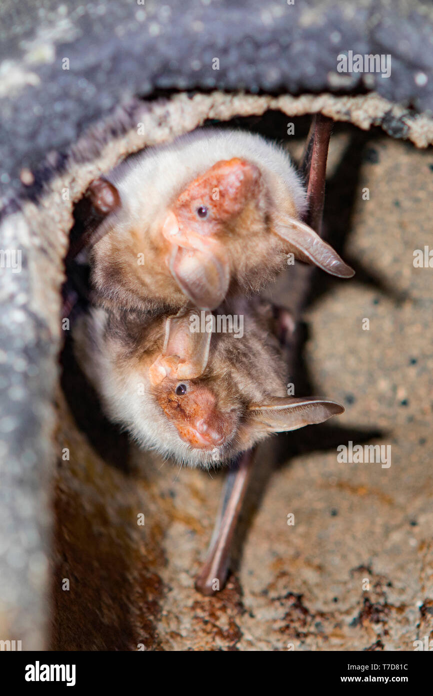 greater mouse-eared bats, (Myotis myotis) Stock Photo