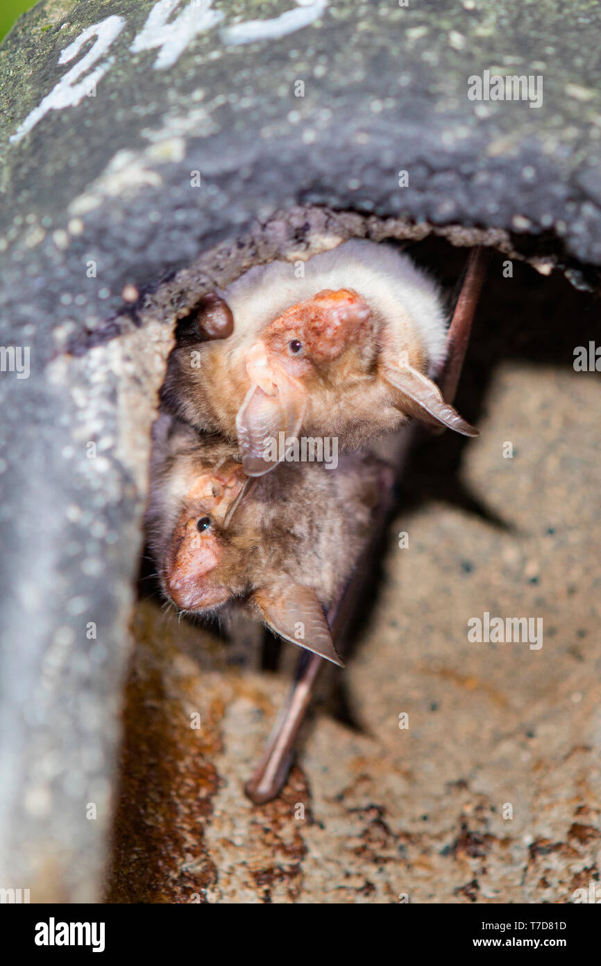 greater mouse-eared bats, (Myotis myotis) Stock Photo