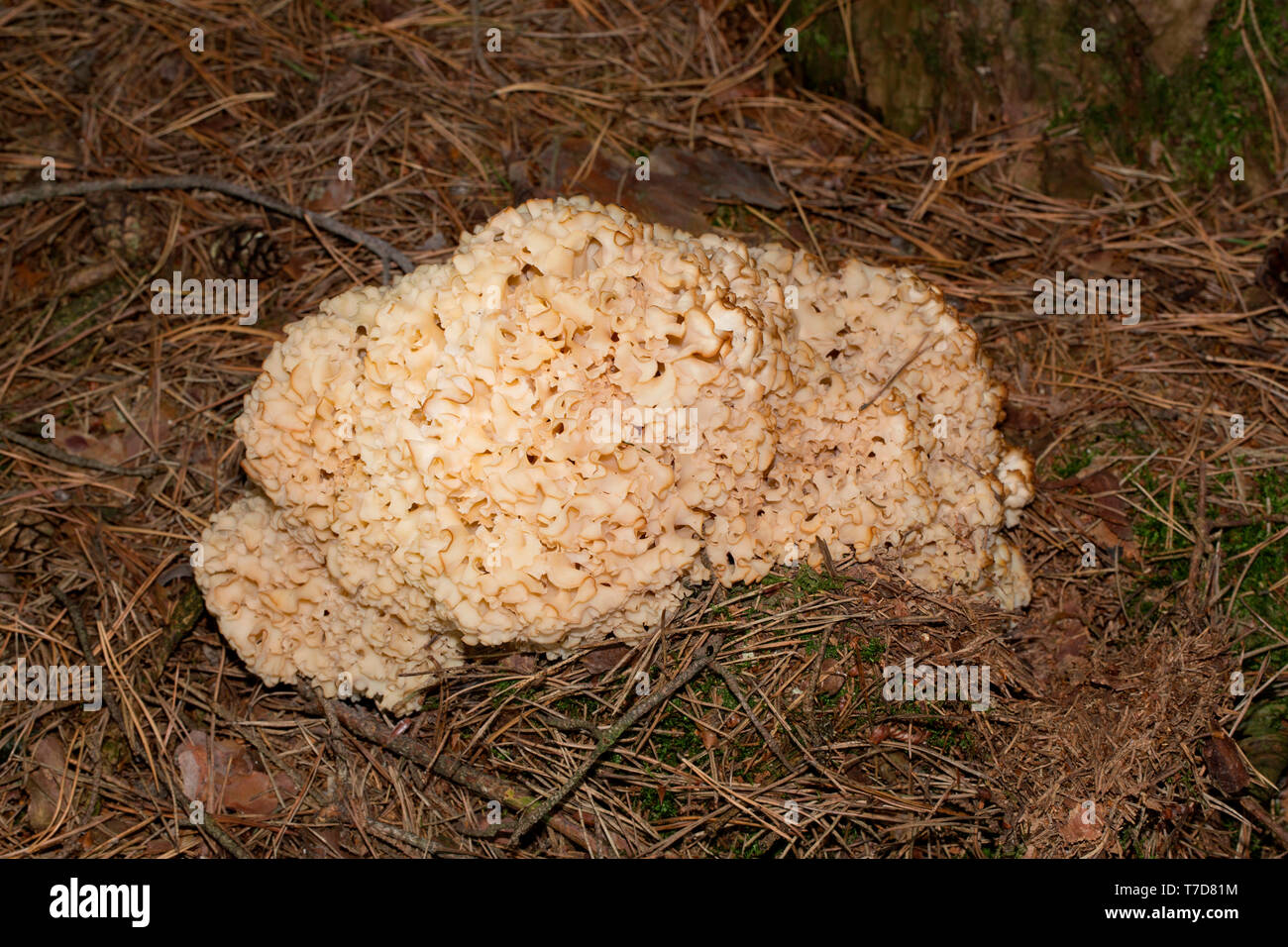 cauliflower fungus, (Sparassis crispa) Stock Photo