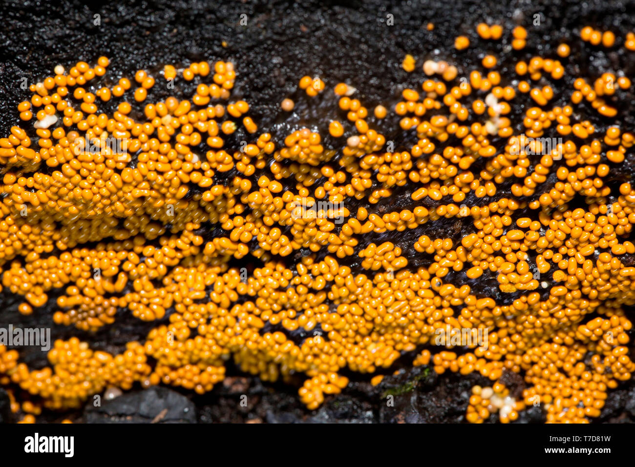 slime mould, (Trichia scabra) Stock Photo