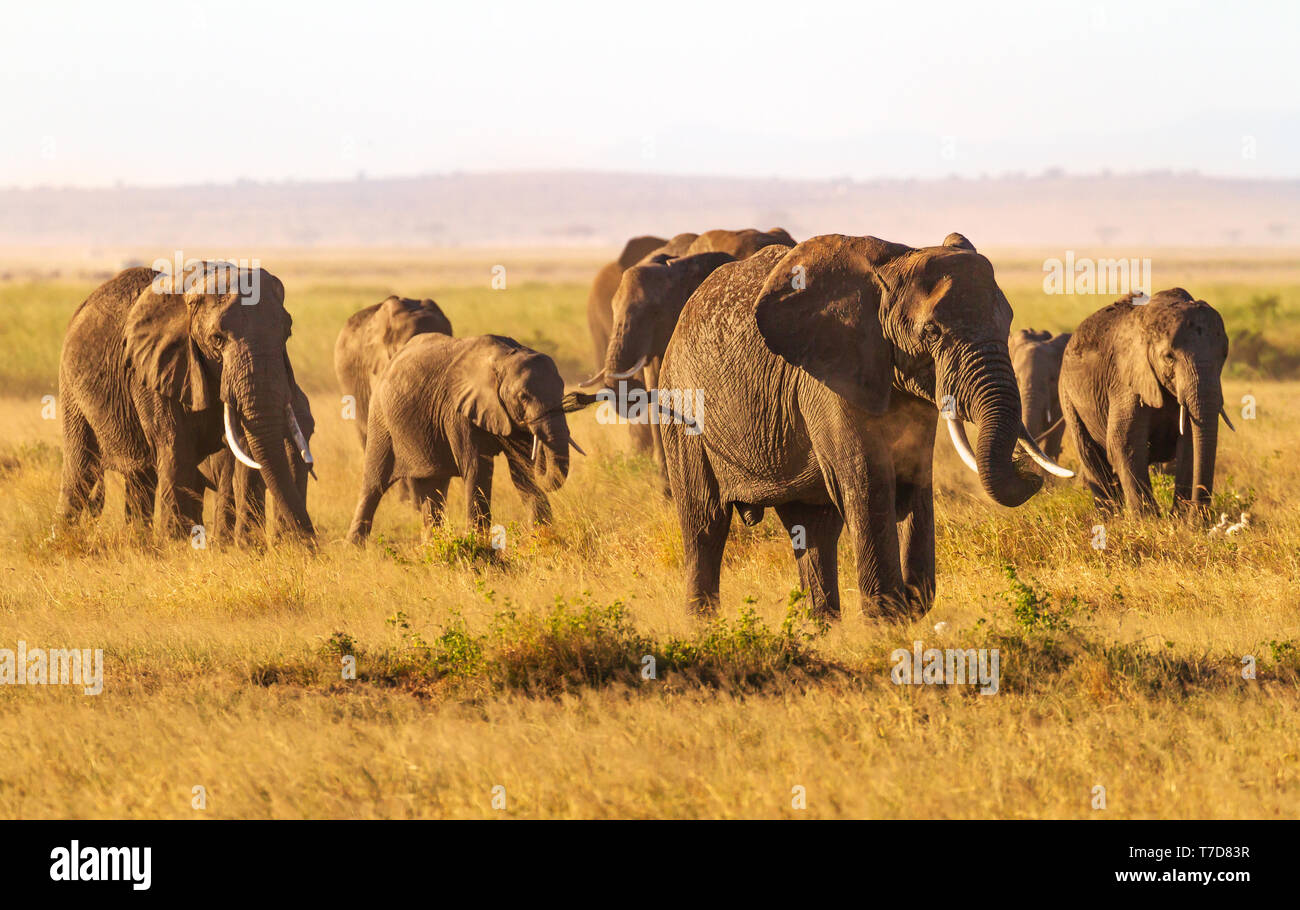 Large herd elephants, loxodanta africana, in golden evening light, walk and eat grass on the go, Amboseli National Park, Kenya, East Africa Stock Photo