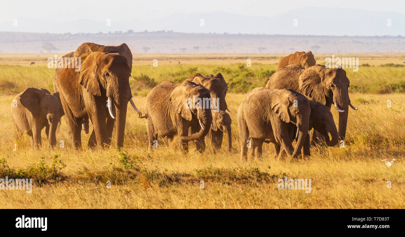 Elephant group with small calves walk closely together on dusty plains of Amboseli National Park, Kenya, East Africa. Herd of  'Loxodonta africana' Stock Photo