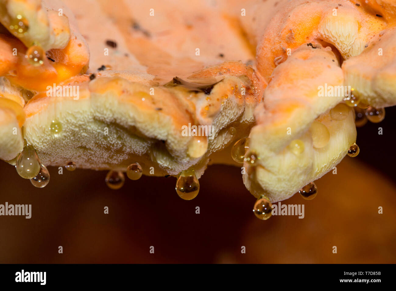 crab-of-the-woods, sulphur shelf, guttation drop, (Laetiporus sulphureus) Stock Photo