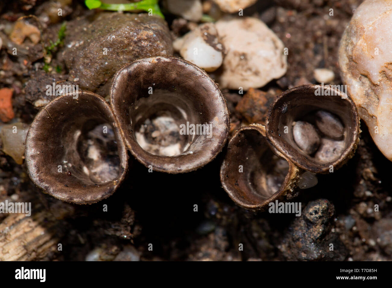 bird's nest fungus, spores receptacle, (Cyathus olla) Stock Photo