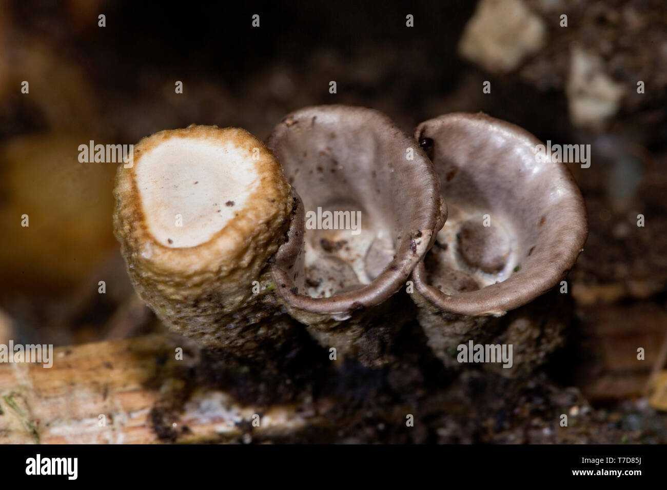 bird's nest fungus, spores receptacle, (Cyathus olla Stock Photo Alamy