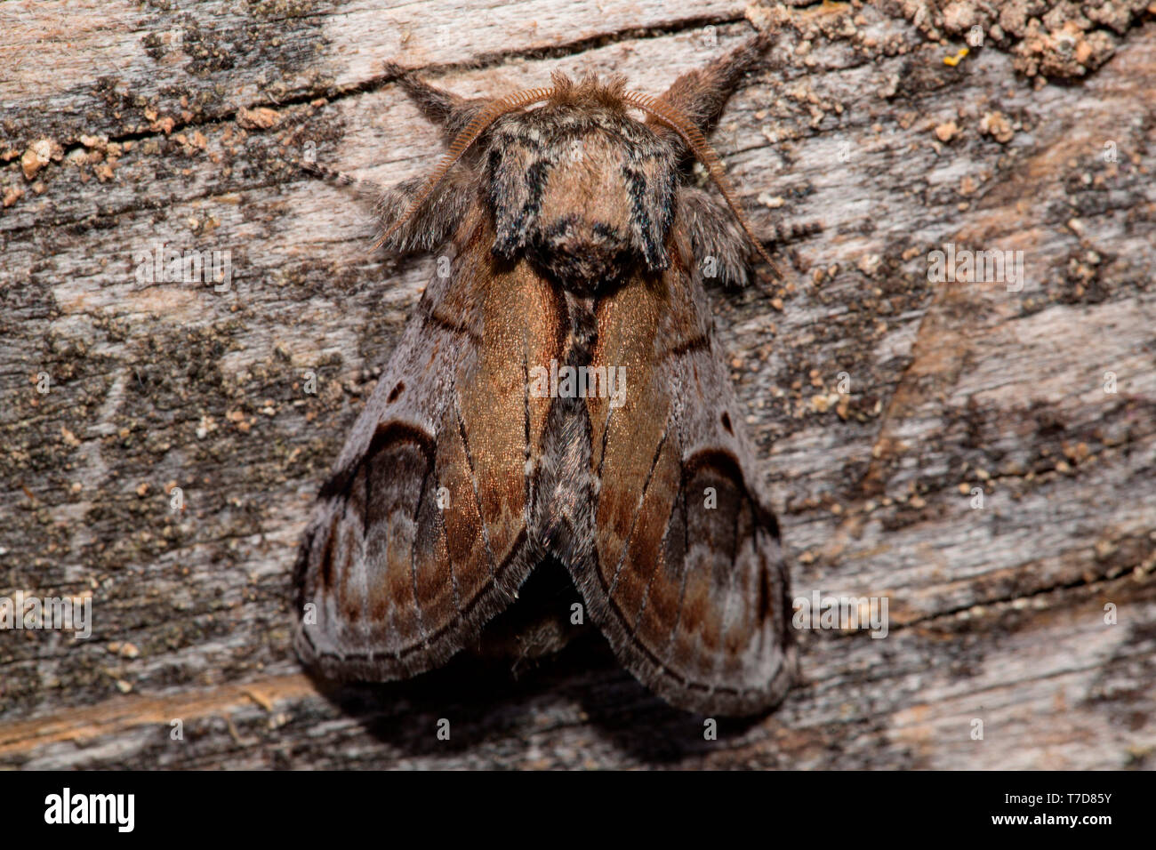 pebble prominent, (Notodonta ziczac) Stock Photo