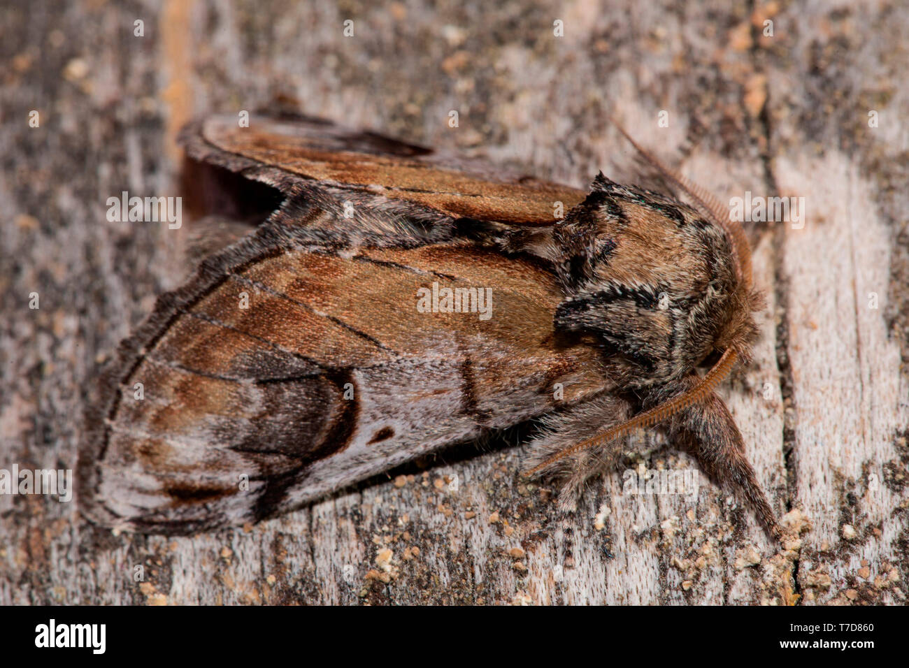 pebble prominent, (Notodonta ziczac) Stock Photo