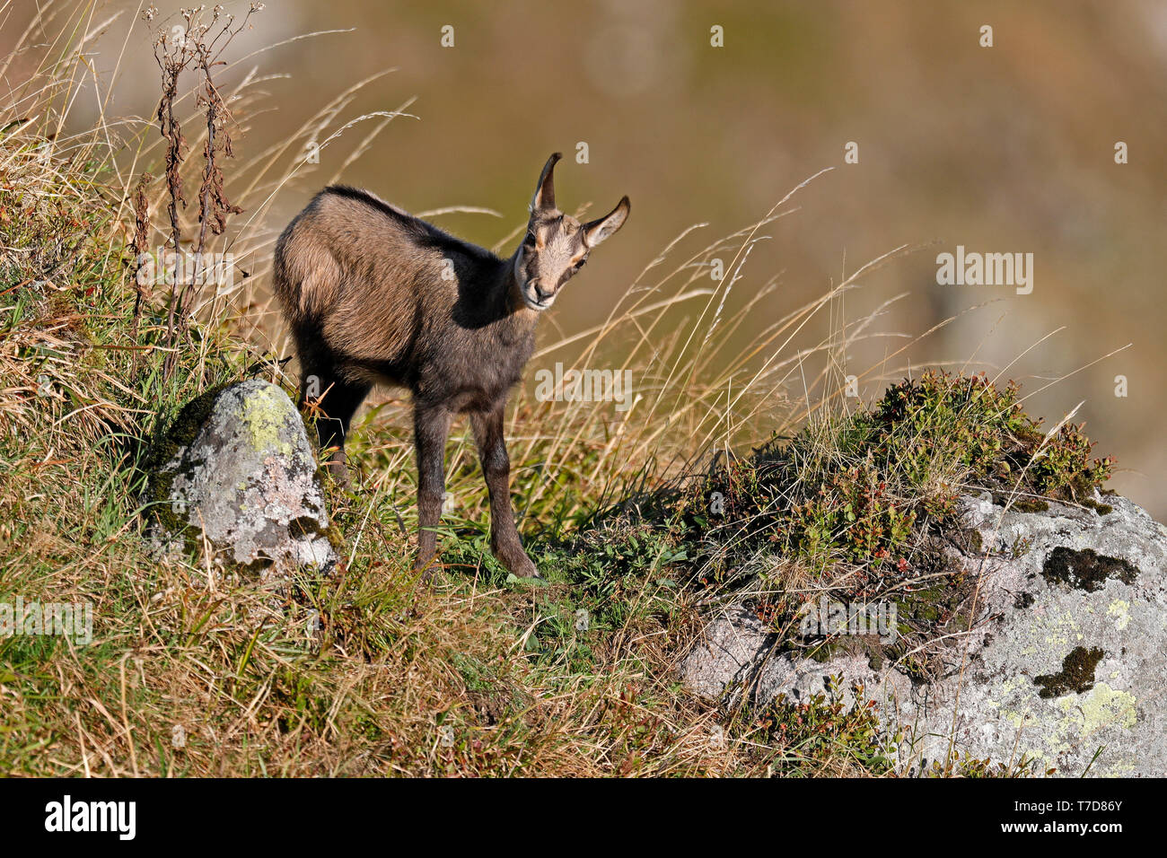 Chamois, (Rupicapra rupicapra), young animal, wildlife, Vosges, France Stock Photo