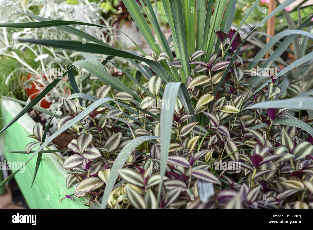 Wandering Jew Spiderwort Plant Leaves Close Up Stock Photo Alamy,Starbuck Sizes