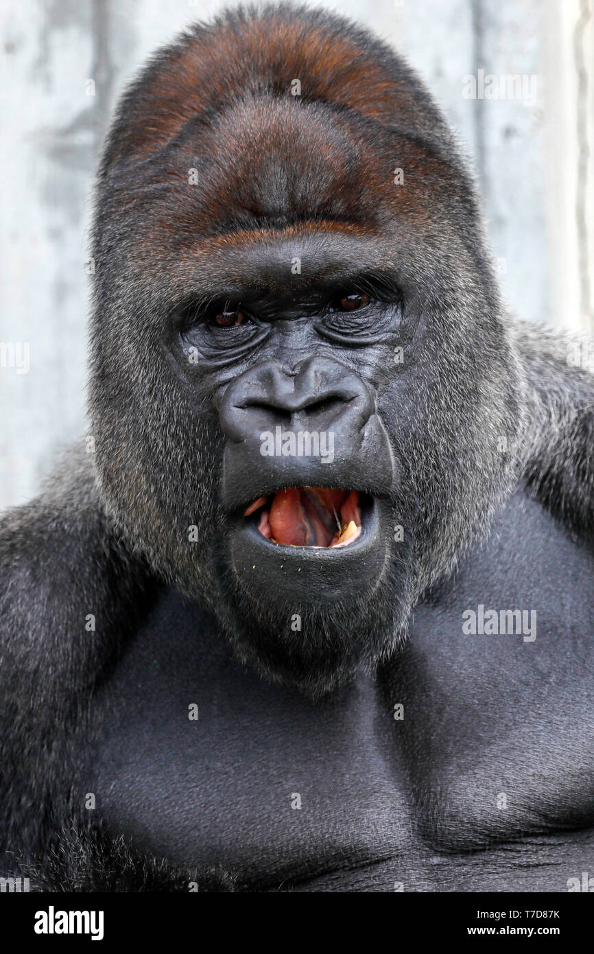 Silverback gorillas hi-res stock photography and images - Alamy