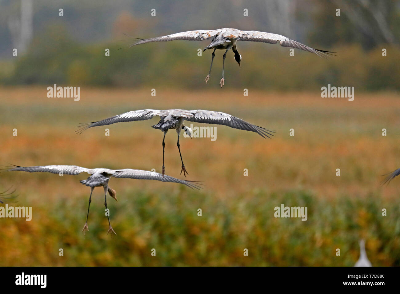 common crane, (Grus grus), wildlife, Nationalpark Vorpommersche Boddenlandschaft, Mecklenburg-Vorpommern, Germany Stock Photo