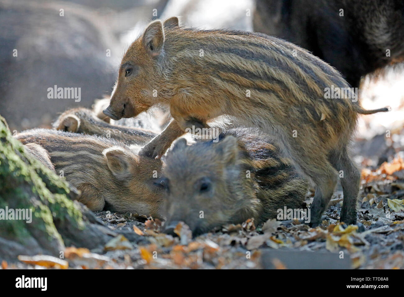 wild boar, (Sus scrofa), shoats, captive Stock Photo