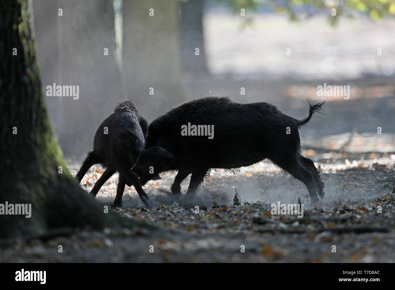 wild boar, (Sus scrofa), fight, captive Stock Photo