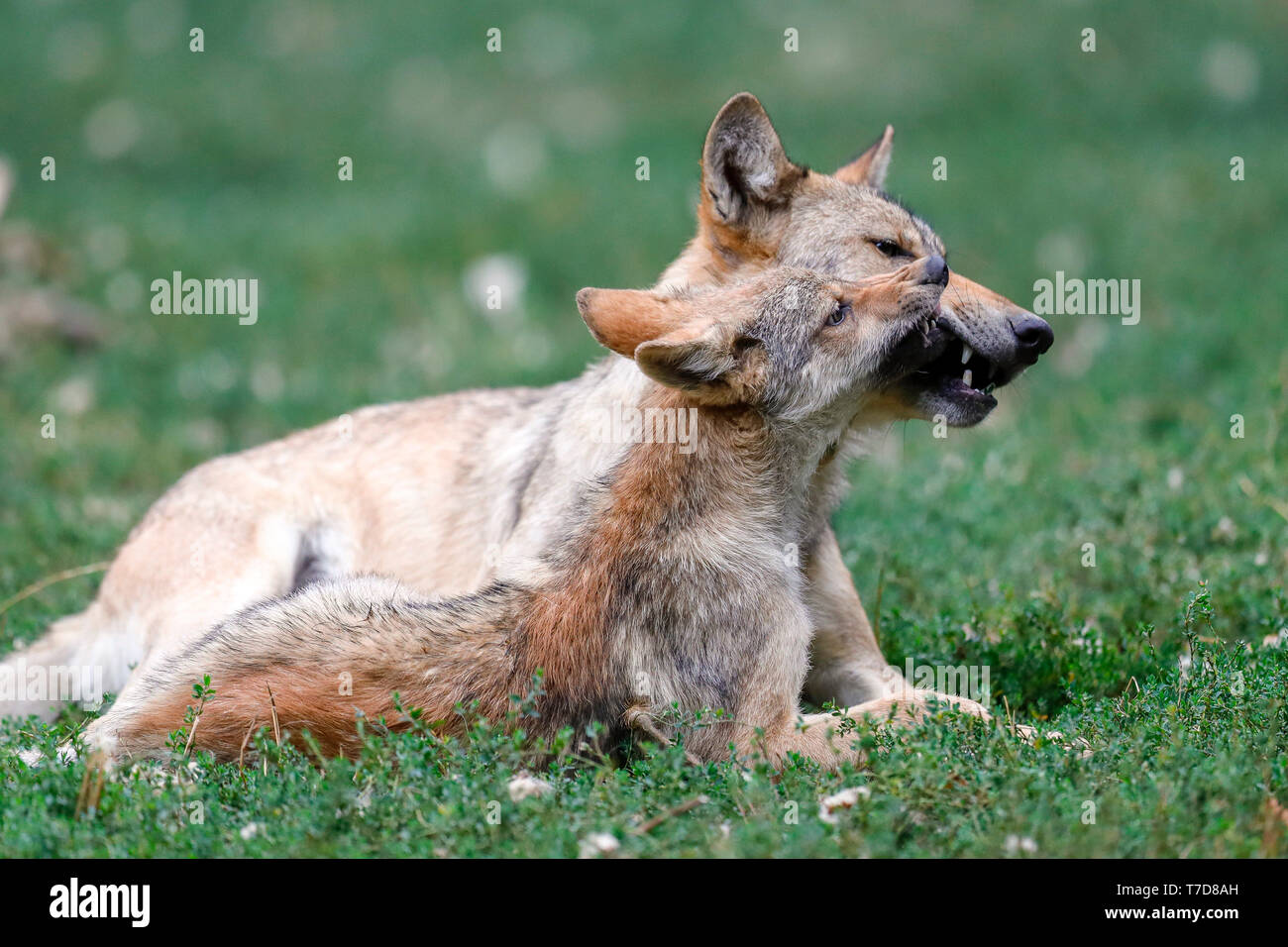 Timber wolf, (Canis lupus lycaon), with cub, captive Stock Photo