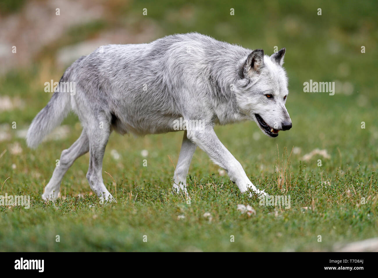 Timber wolf, (Canis lupus lycaon), captive Stock Photo
