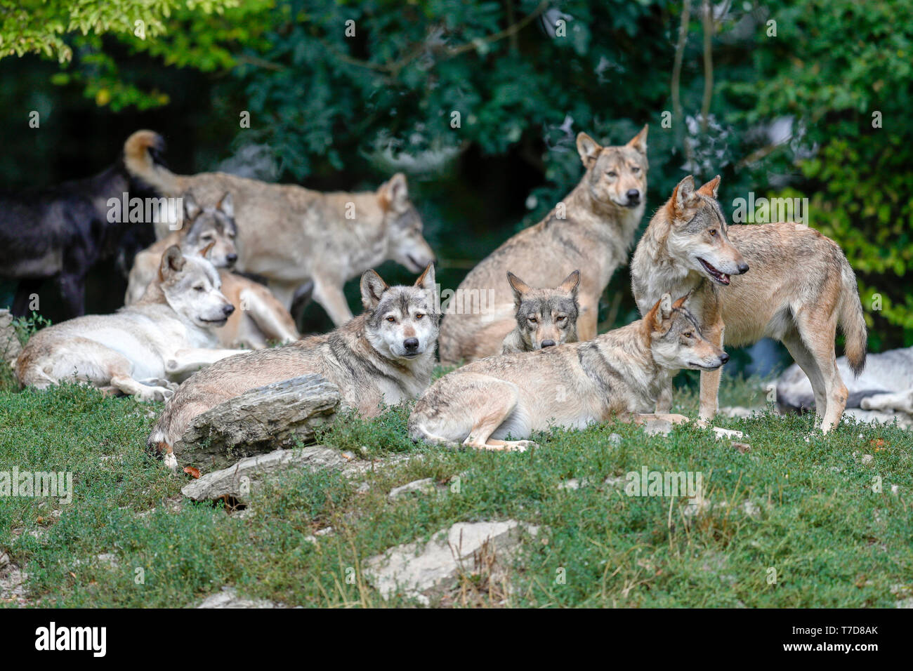 Timber wolves, (Canis lupus lycaon), captive Stock Photo