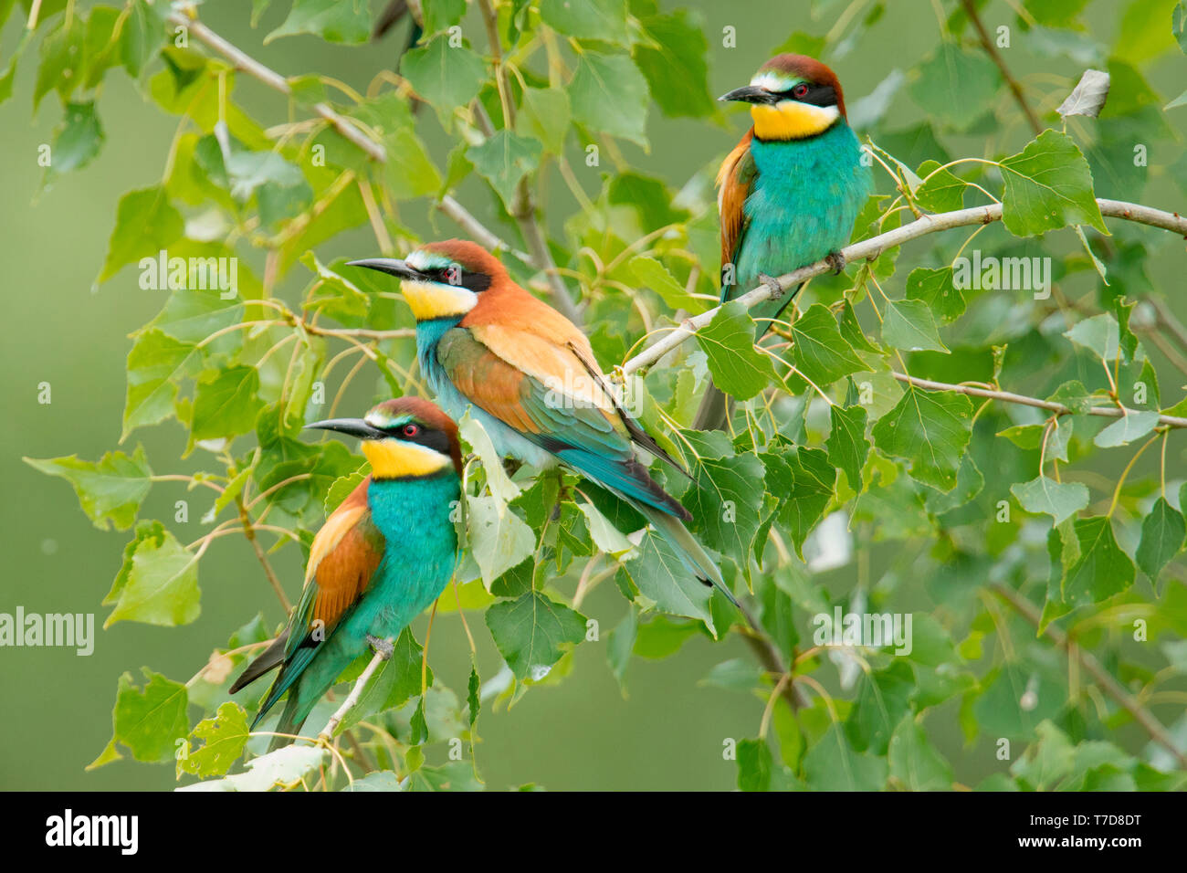 european bee-eaters, (Merops apiaster) Stock Photo