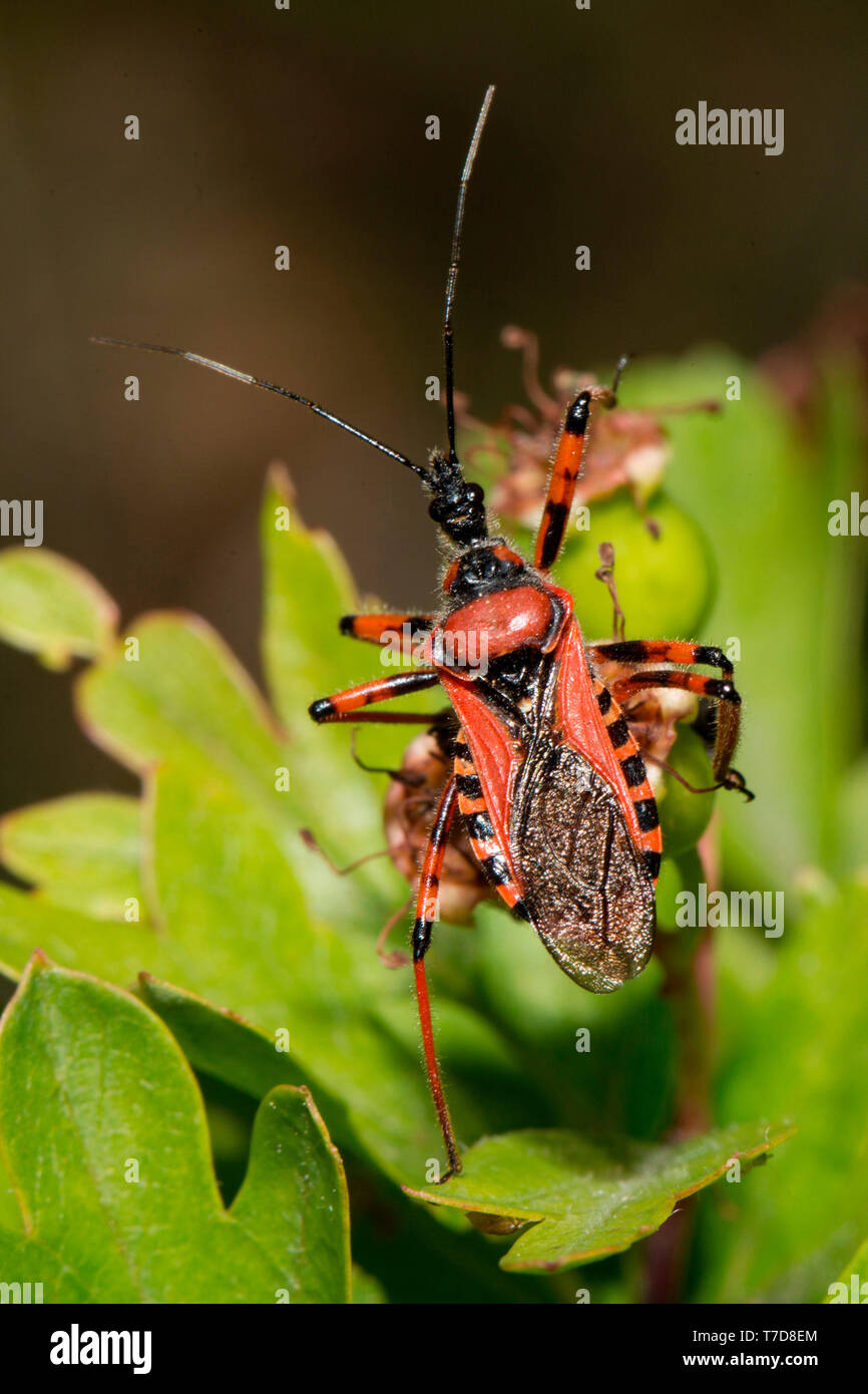 Bug lake hi-res stock photography and images - Alamy