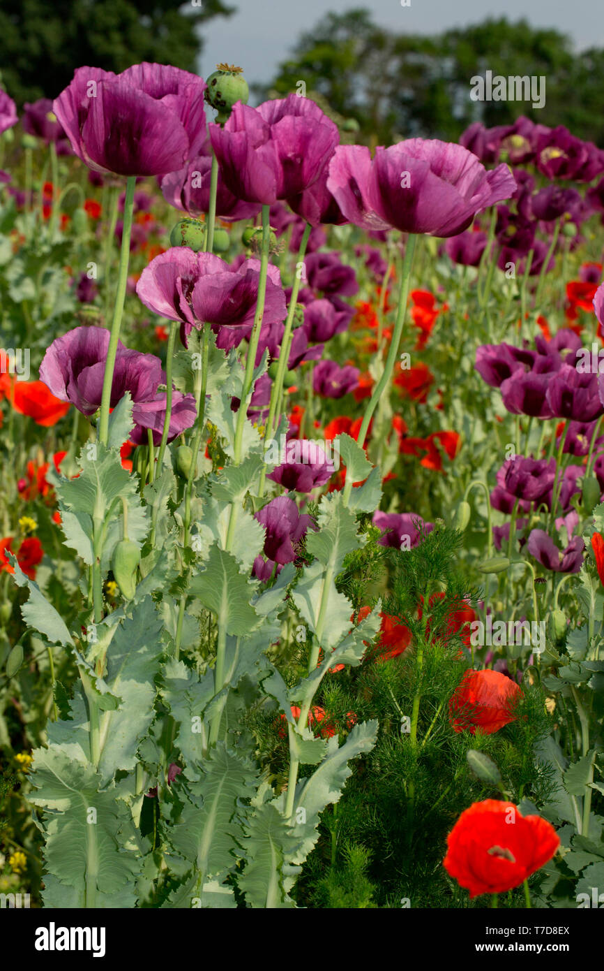 opium poppy, (Papaver somniferum Stock Photo Alamy — free download