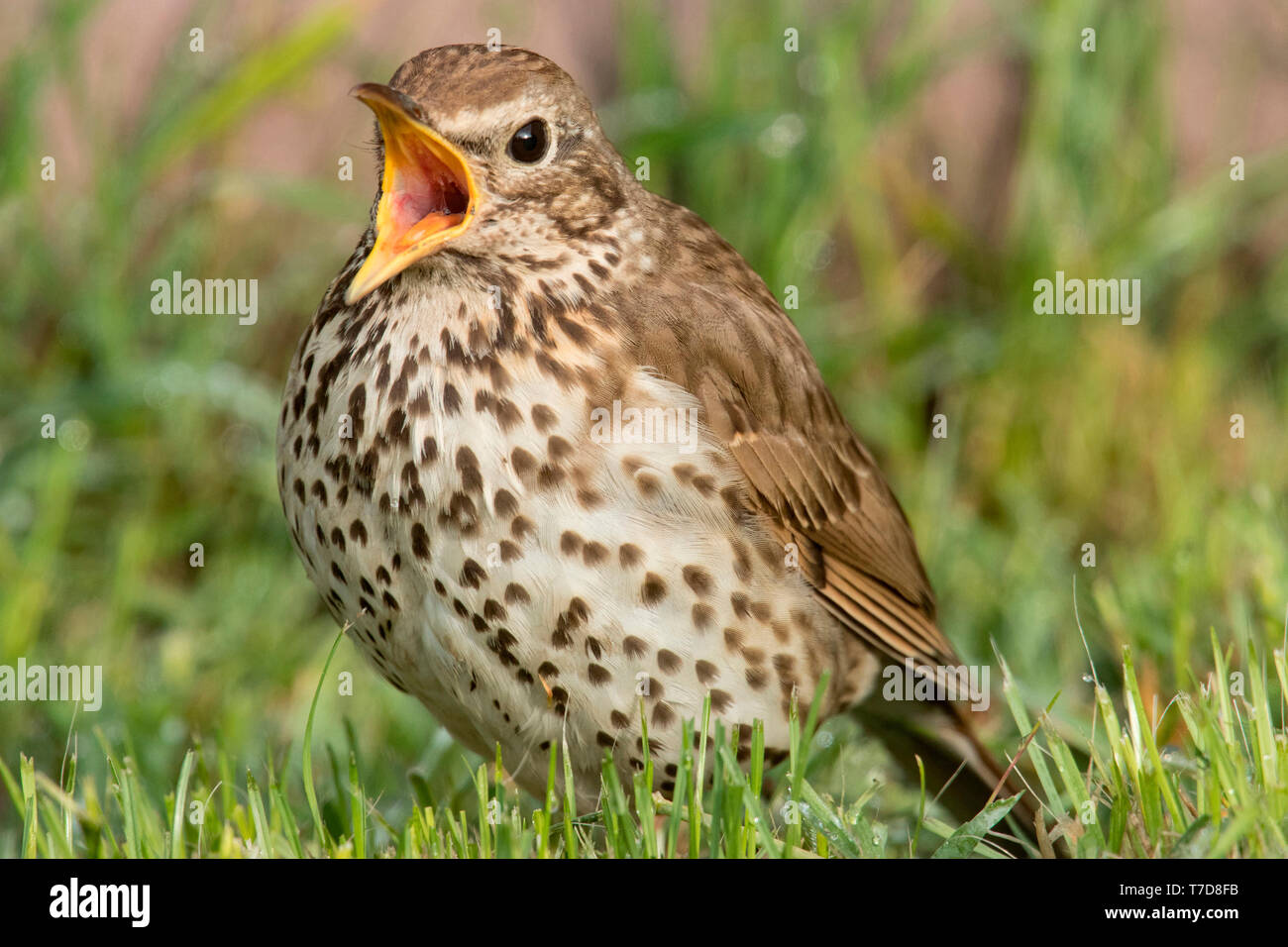 song thrush, (Turdus philomelos) Stock Photo