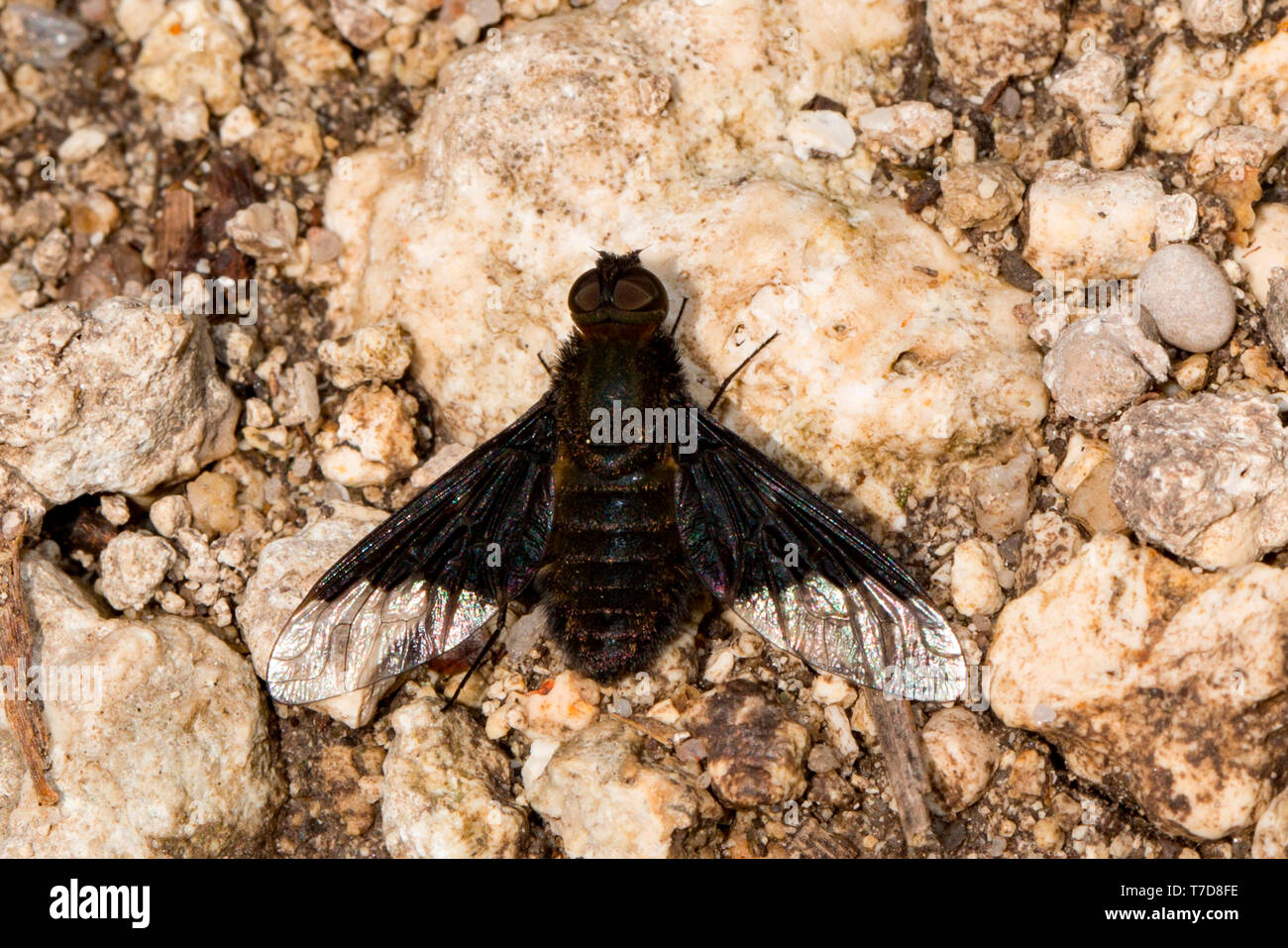 bee fly, (Hemipenthes morio) Stock Photo