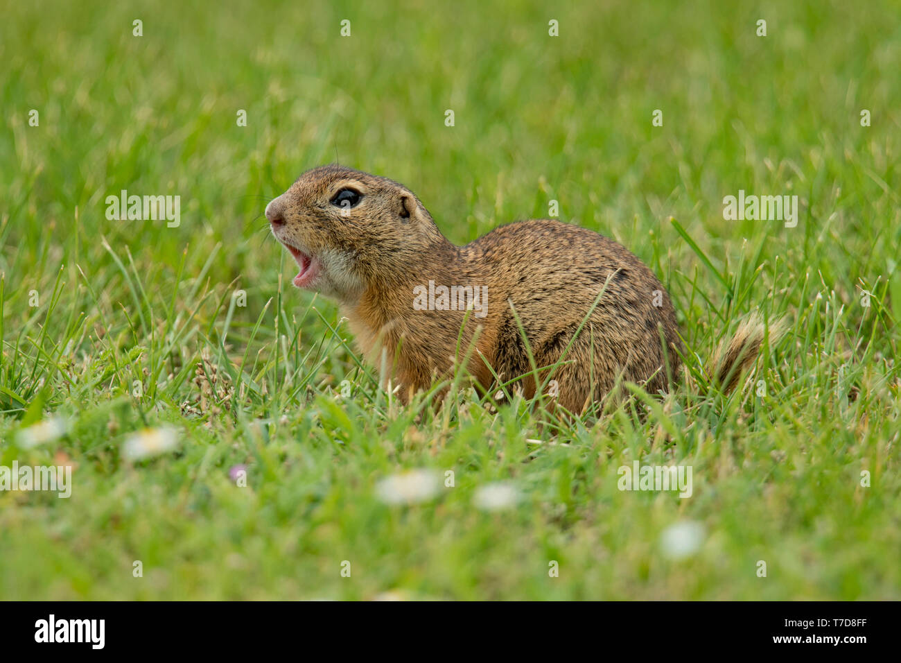 european ground squirrel, (Spermophilus citellus) Stock Photo